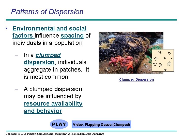 Patterns of Dispersion • Environmental and social factors influence spacing of individuals in a