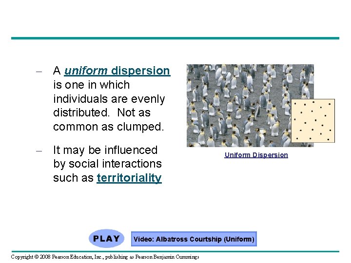 – A uniform dispersion is one in which individuals are evenly distributed. Not as