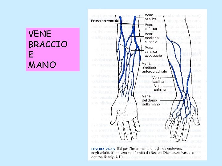 VENE BRACCIO E MANO 