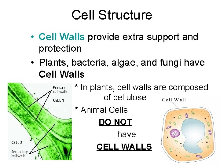 Cell Structure • Cell Walls provide extra support and protection • Plants, bacteria, algae,