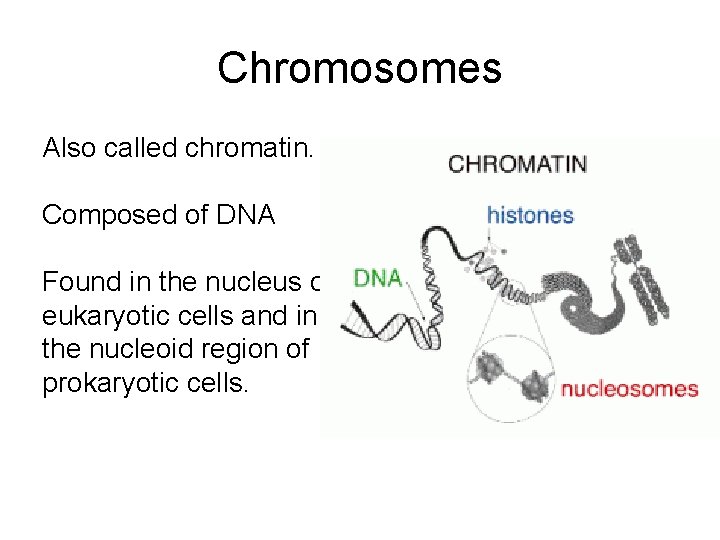 Chromosomes Also called chromatin. Composed of DNA Found in the nucleus of eukaryotic cells