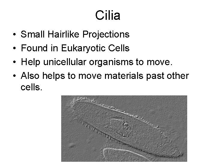 Cilia • • Small Hairlike Projections Found in Eukaryotic Cells Help unicellular organisms to