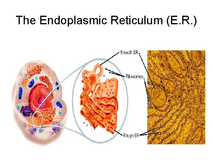 The Endoplasmic Reticulum (E. R. ) 
