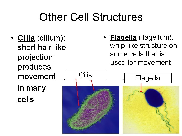 Other Cell Structures • Cilia (cilium): short hair-like projection; produces movement in many cells