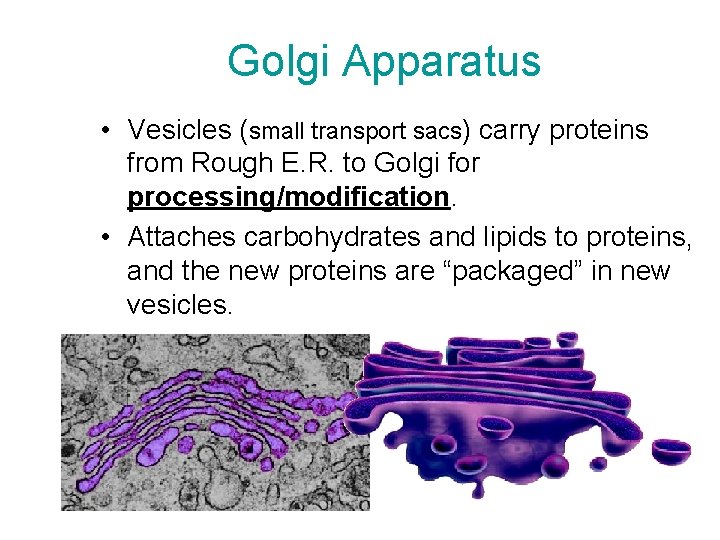 Golgi Apparatus • Vesicles (small transport sacs) carry proteins from Rough E. R. to