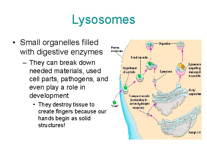 Lysosomes • Small organelles filled with digestive enzymes – They can break down needed