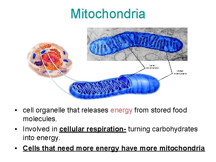 Mitochondria • cell organelle that releases energy from stored food molecules. • Involved in
