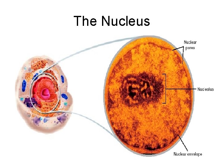 The Nucleus 