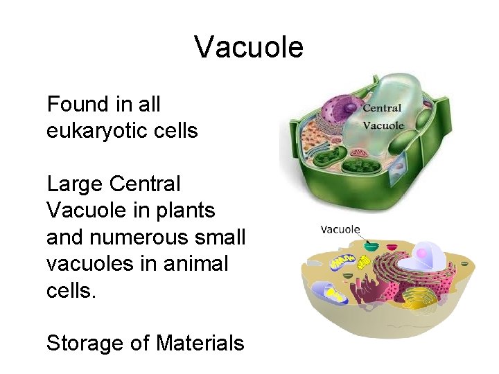 Vacuole Found in all eukaryotic cells Large Central Vacuole in plants and numerous small