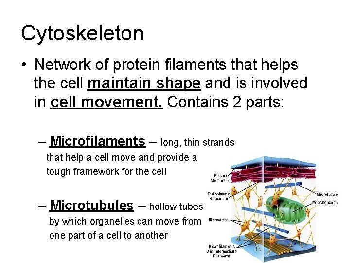 Cytoskeleton • Network of protein filaments that helps the cell maintain shape and is