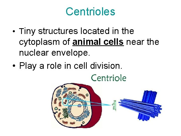 Centrioles • Tiny structures located in the cytoplasm of animal cells near the nuclear