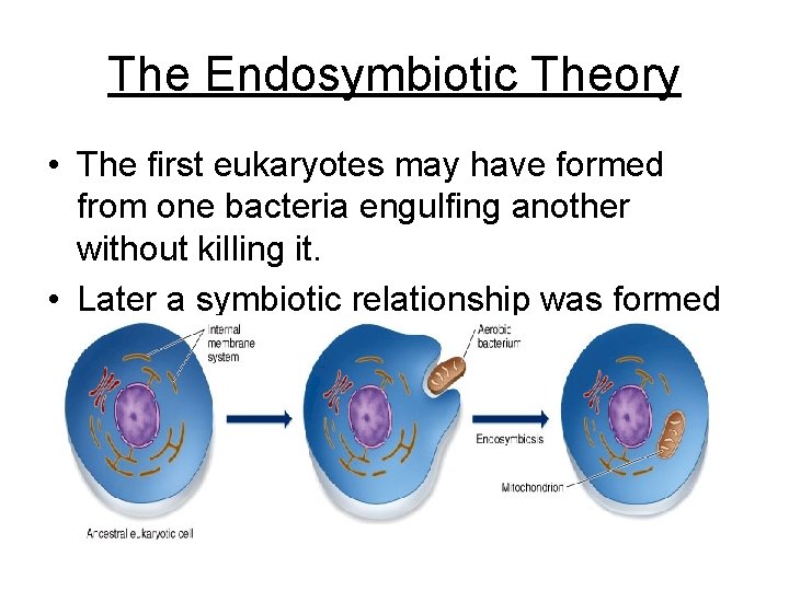 The Endosymbiotic Theory • The first eukaryotes may have formed from one bacteria engulfing