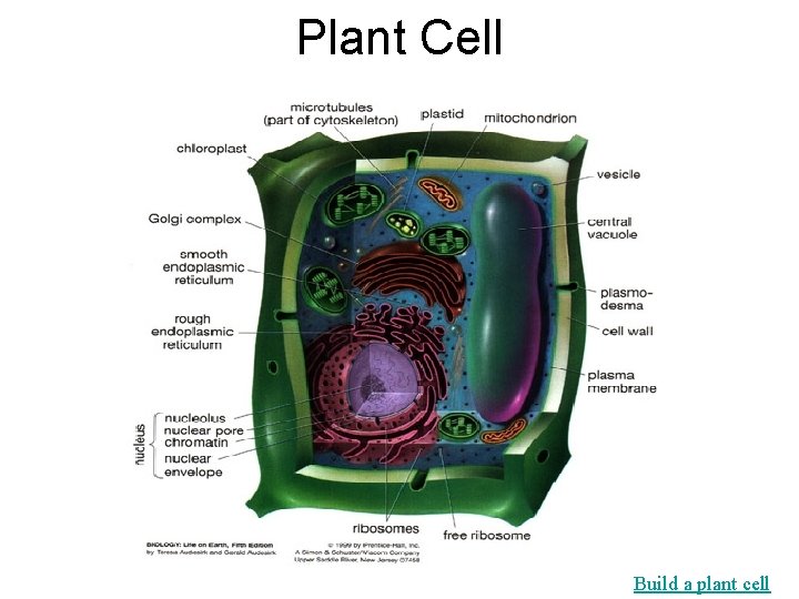 Plant Cell Build a plant cell 