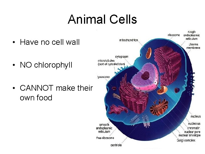 Animal Cells • Have no cell wall • NO chlorophyll • CANNOT make their