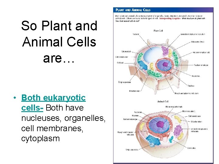 So Plant and Animal Cells are… • Both eukaryotic cells- Both have nucleuses, organelles,