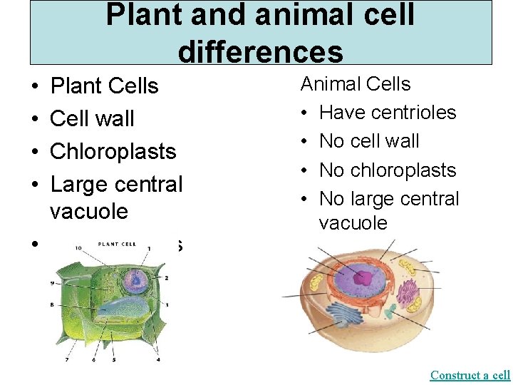 Plant and animal cell differences • • Plant Cells Cell wall Chloroplasts Large central