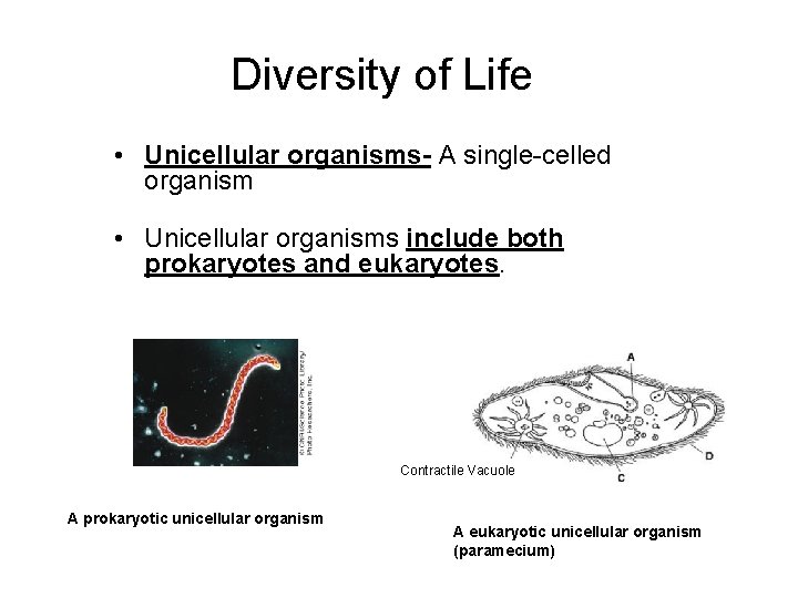 Diversity of Life • Unicellular organisms- A single-celled organism • Unicellular organisms include both