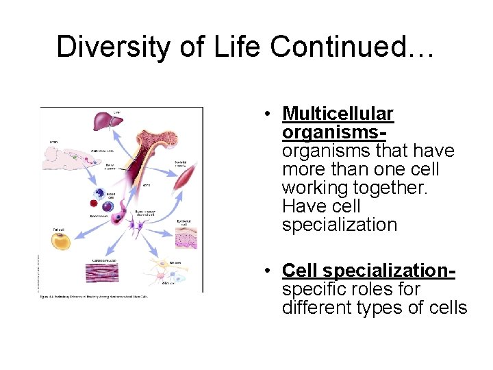 Diversity of Life Continued… • Multicellular organisms that have more than one cell working