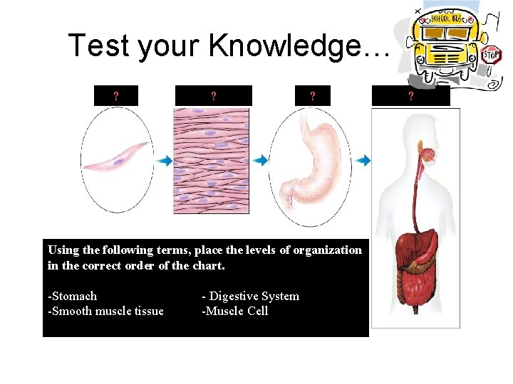 Test your Knowledge… ? ? ? Using the following terms, place the levels of