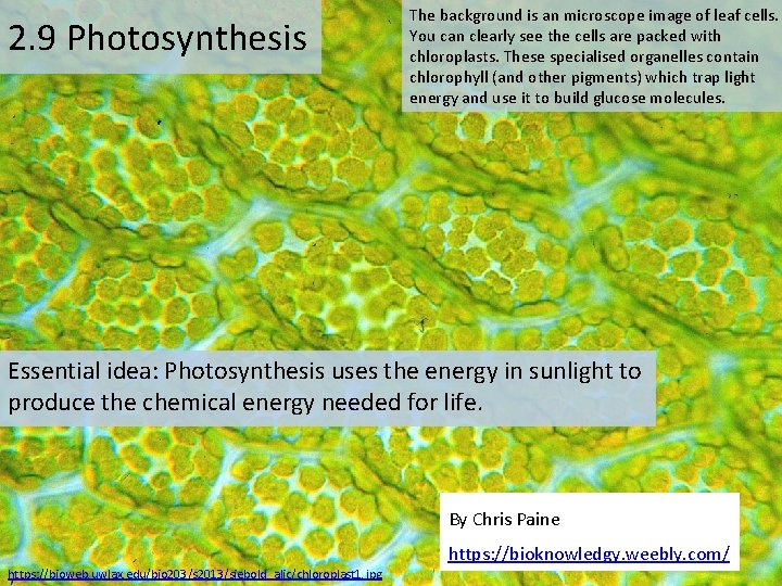 2. 9 Photosynthesis The background is an microscope image of leaf cells. You can