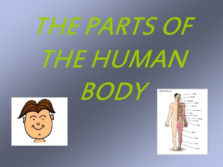 THE PARTS OF THE HUMAN BODY 