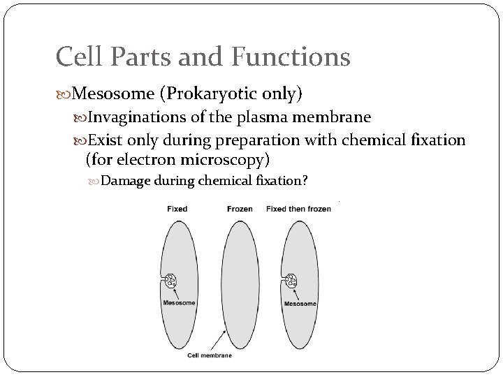 Cell Parts and Functions Mesosome (Prokaryotic only) Invaginations of the plasma membrane Exist only