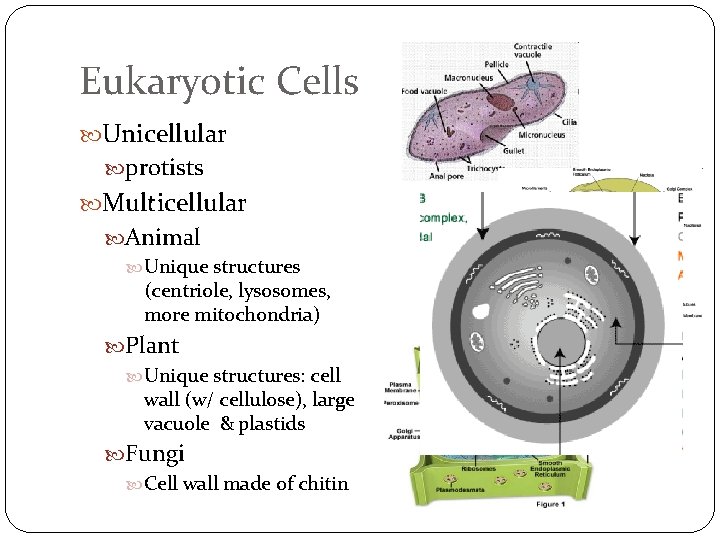 Eukaryotic Cells Unicellular protists Multicellular Animal Unique structures (centriole, lysosomes, more mitochondria) Plant Unique