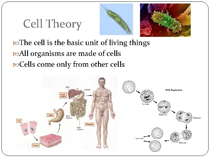 Cell Theory The cell is the basic unit of living things All organisms are