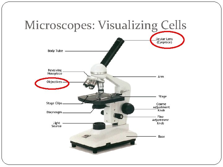 Microscopes: Visualizing Cells 