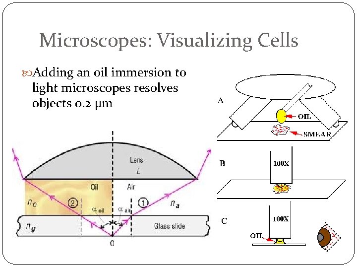 Microscopes: Visualizing Cells Adding an oil immersion to light microscopes resolves objects 0. 2