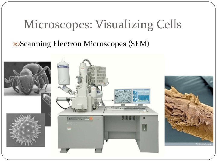 Microscopes: Visualizing Cells Scanning Electron Microscopes (SEM) 