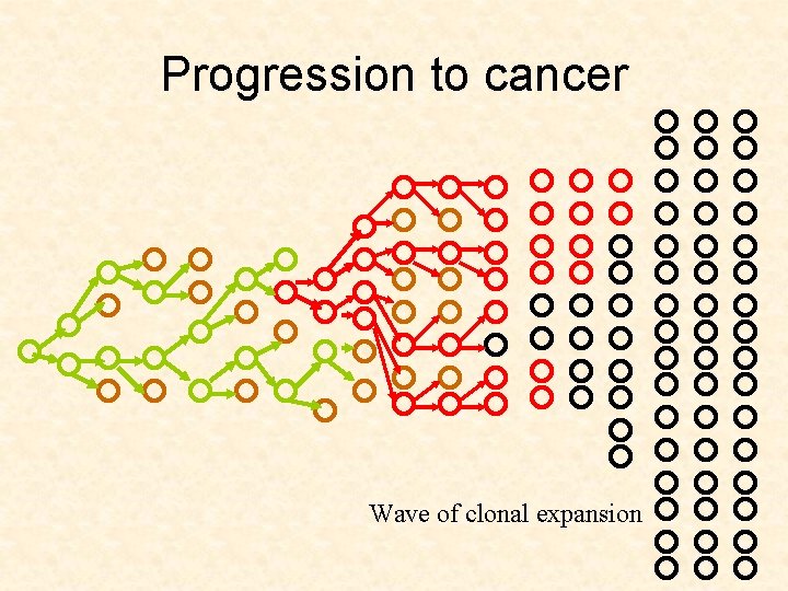 Progression to cancer Wave of clonal expansion 