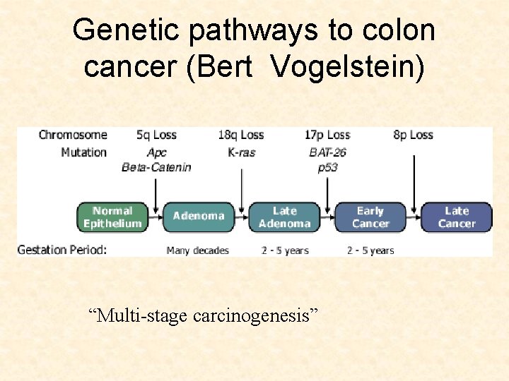 Genetic pathways to colon cancer (Bert Vogelstein) “Multi-stage carcinogenesis” 