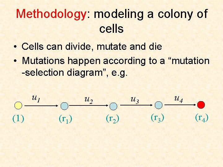 Methodology: modeling a colony of cells • Cells can divide, mutate and die •