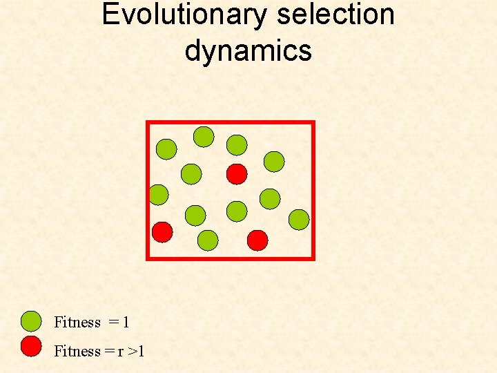 Evolutionary selection dynamics Fitness = 1 Fitness = r >1 