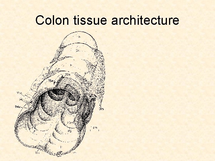 Colon tissue architecture 