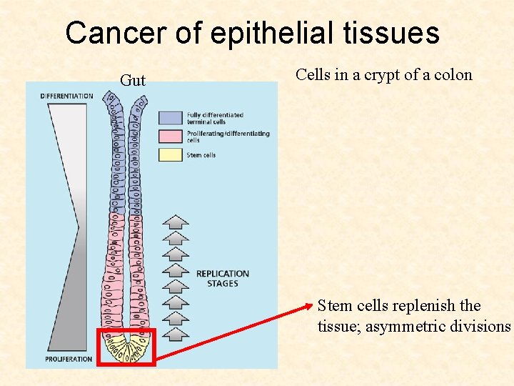 Cancer of epithelial tissues Gut Cells in a crypt of a colon Stem cells