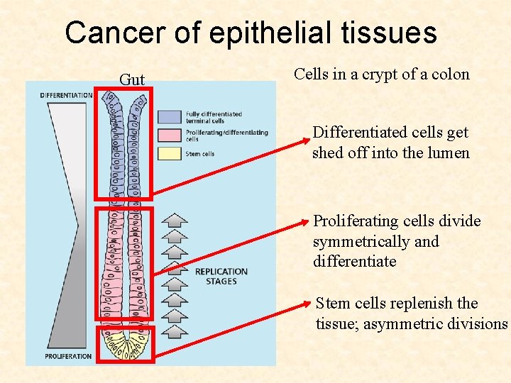 Cancer of epithelial tissues Gut Cells in a crypt of a colon Differentiated cells