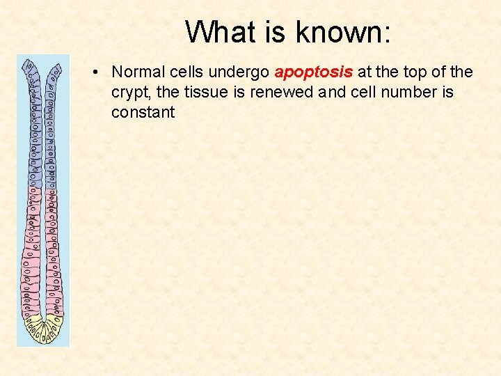 What is known: • Normal cells undergo apoptosis at the top of the crypt,