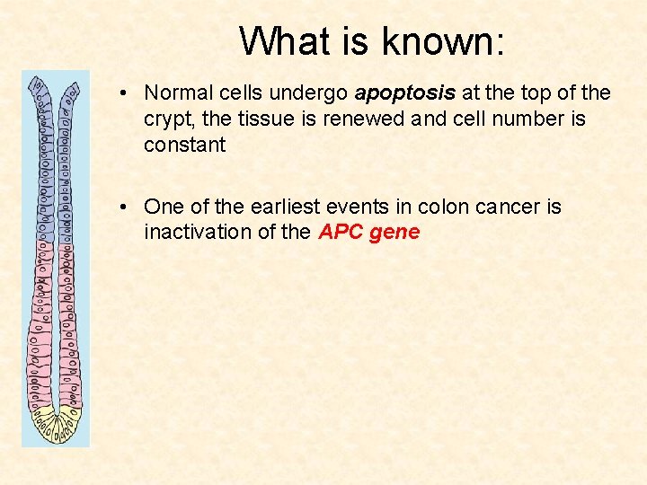 What is known: • Normal cells undergo apoptosis at the top of the crypt,