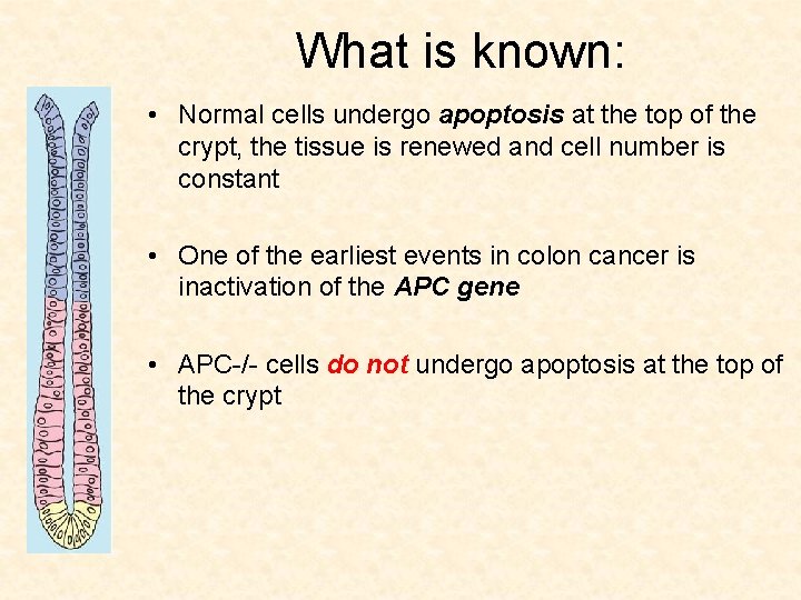 What is known: • Normal cells undergo apoptosis at the top of the crypt,