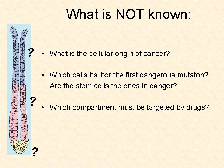 What is NOT known: ? • What is the cellular origin of cancer? •