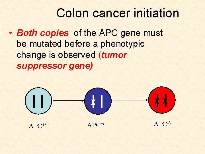 Colon cancer initiation • Both copies of the APC gene must be mutated before