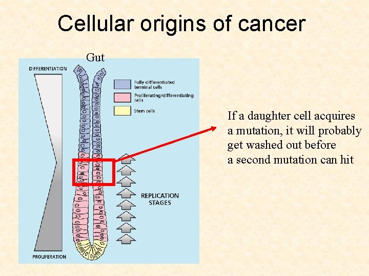 Cellular origins of cancer Gut If a daughter cell acquires a mutation, it will