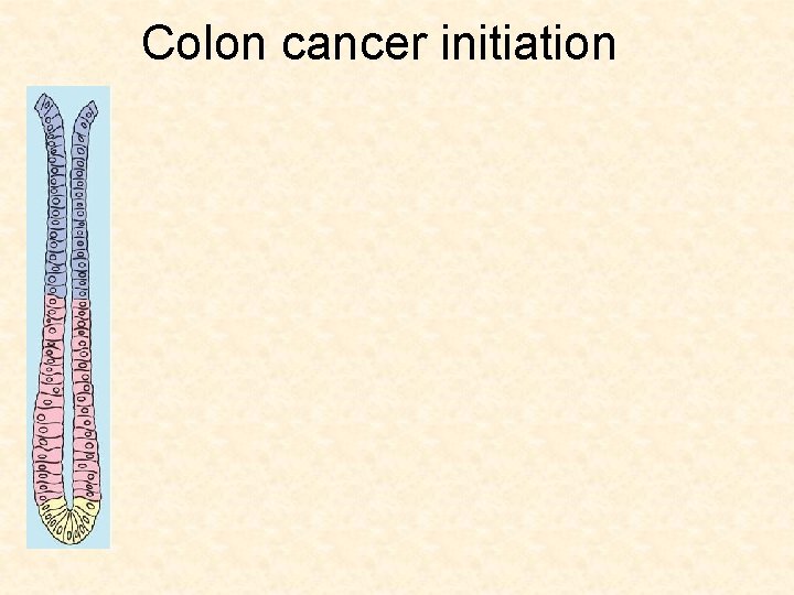 Colon cancer initiation 