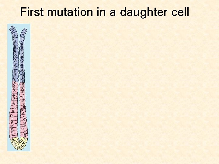 First mutation in a daughter cell 