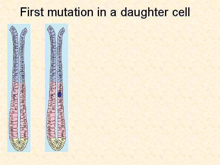 First mutation in a daughter cell 