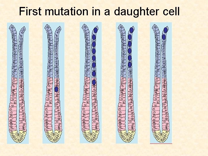 First mutation in a daughter cell 