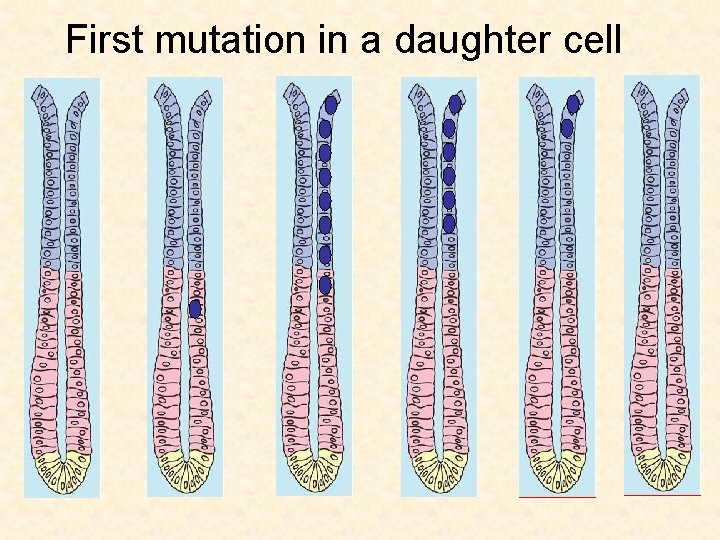 First mutation in a daughter cell 