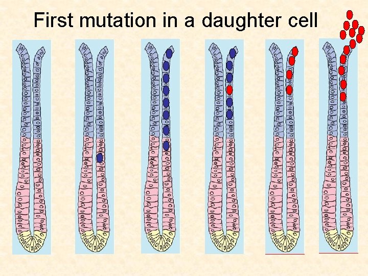 First mutation in a daughter cell 